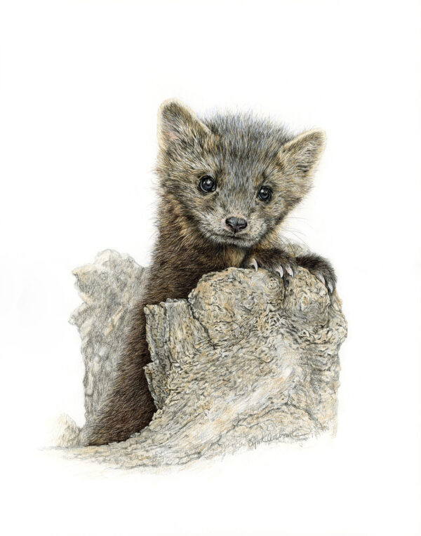 Pine Marten Kit