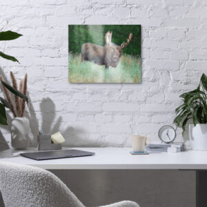 Hoback (metal print)