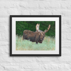 Hoback (print + mat + frame)